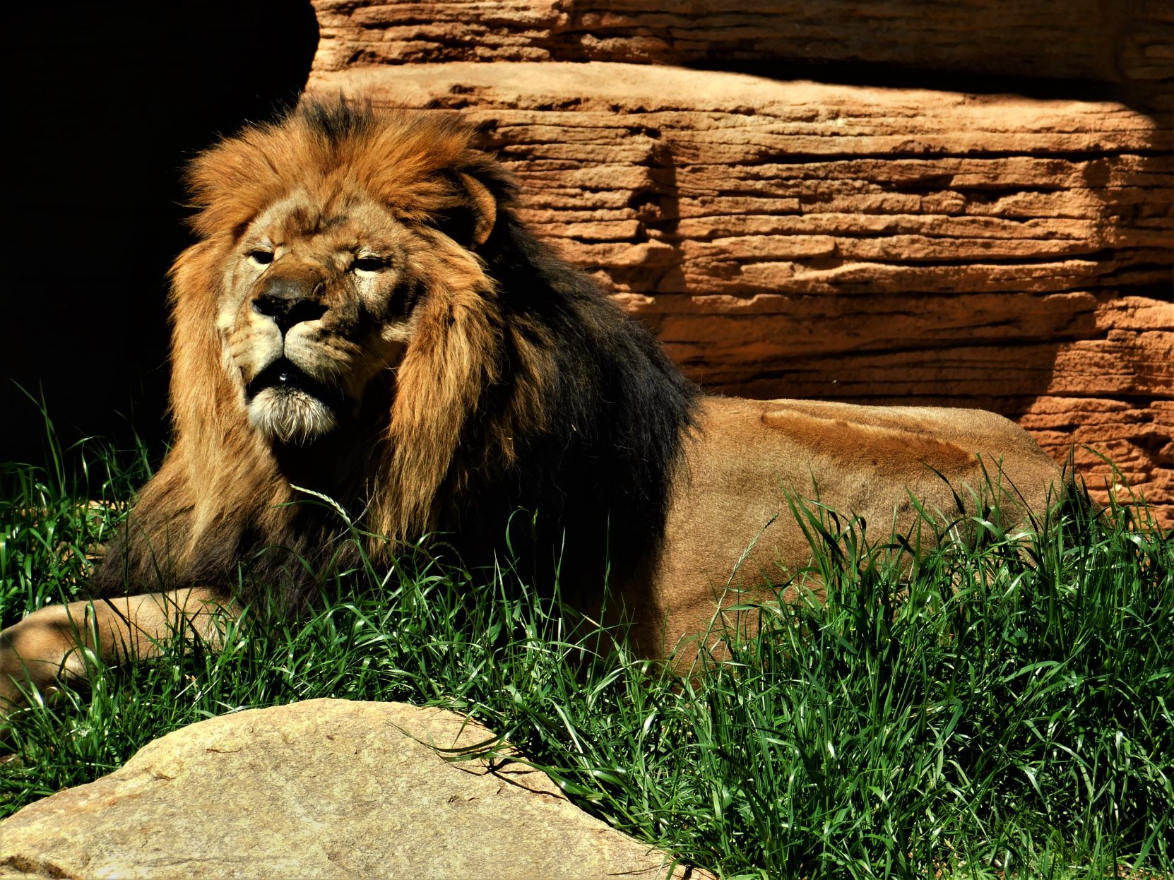 King of the Jungle